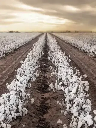 Cotton fields against cloudy gray sky